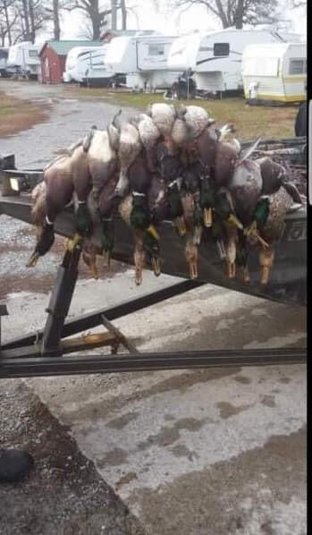 Reelfoot lake TN area duck hunts .