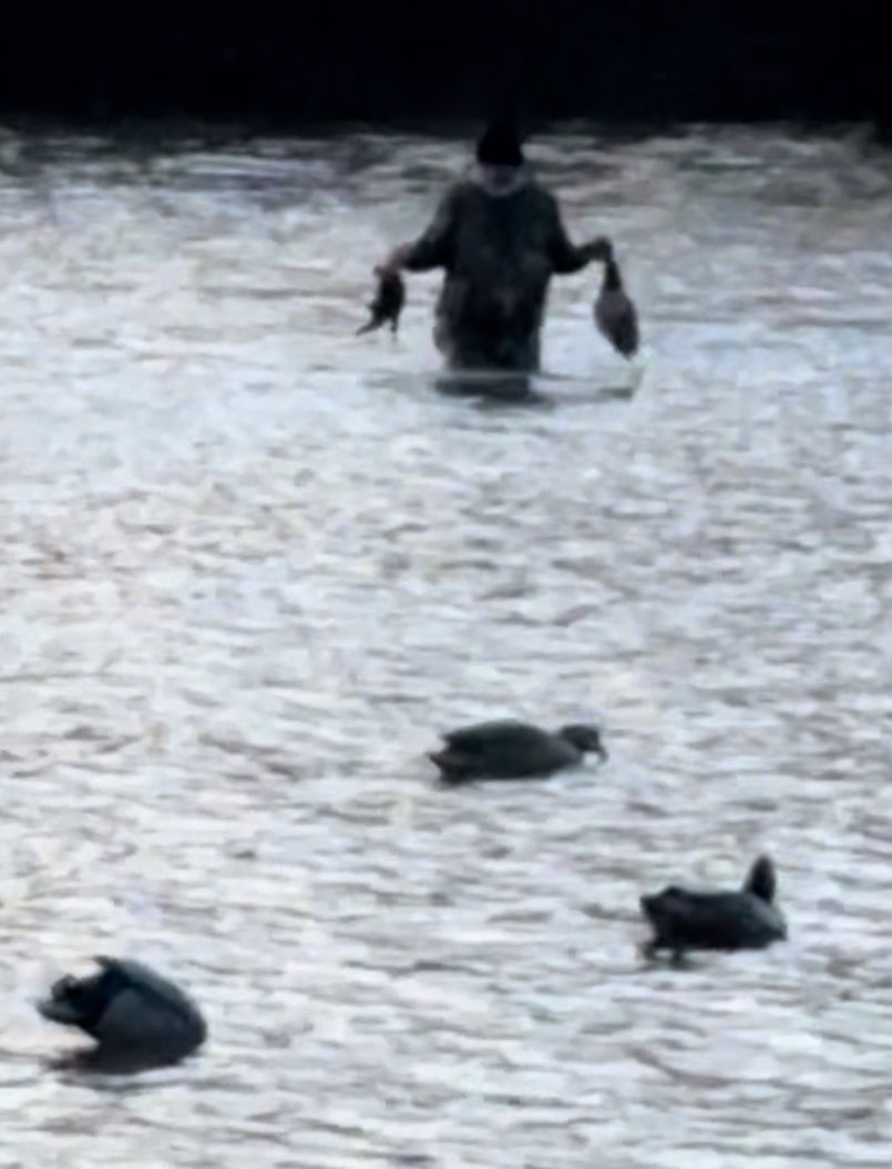 Reelfoot lake TN area duck hunts .