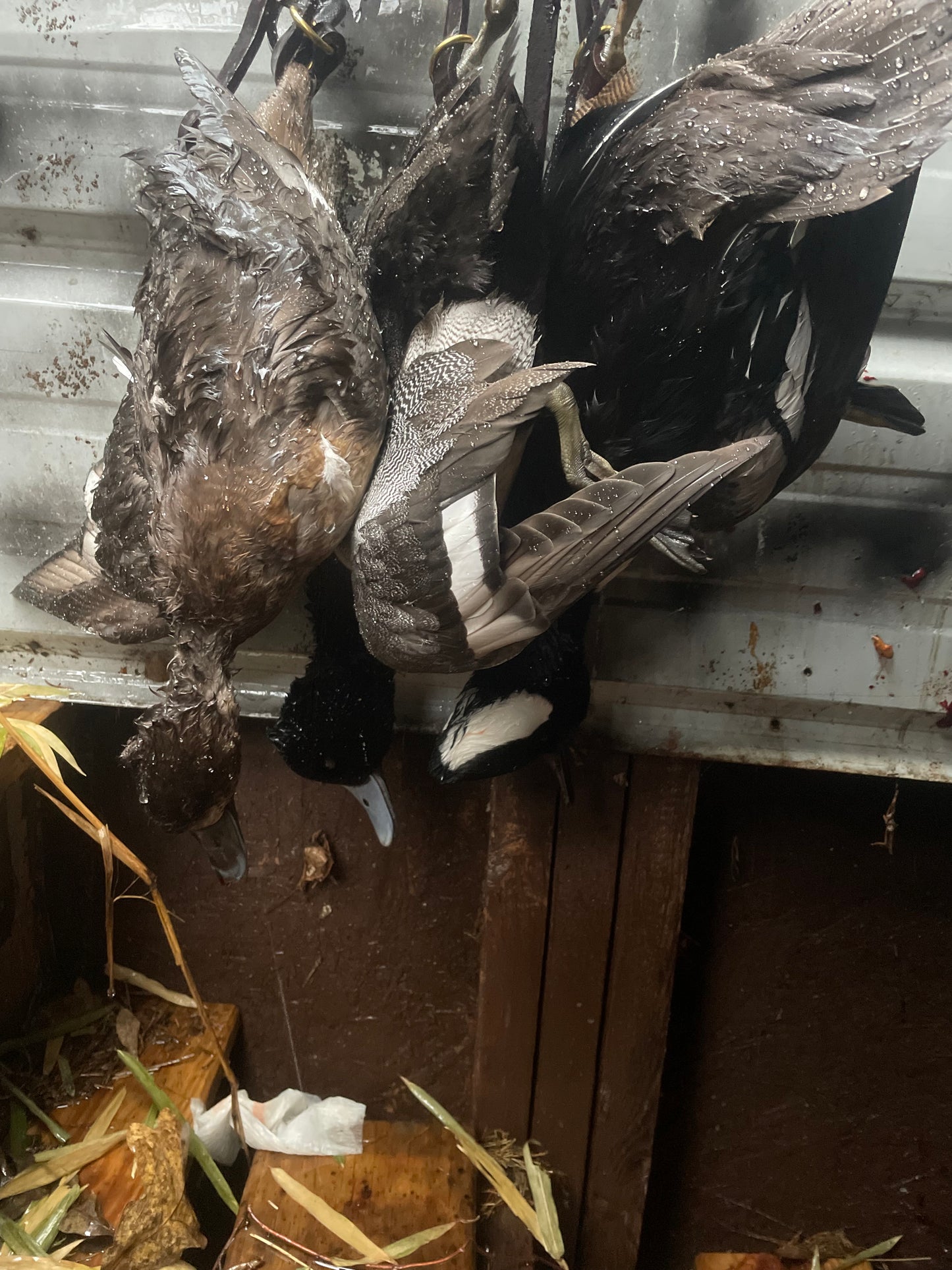 Reelfoot lake TN area duck hunts .