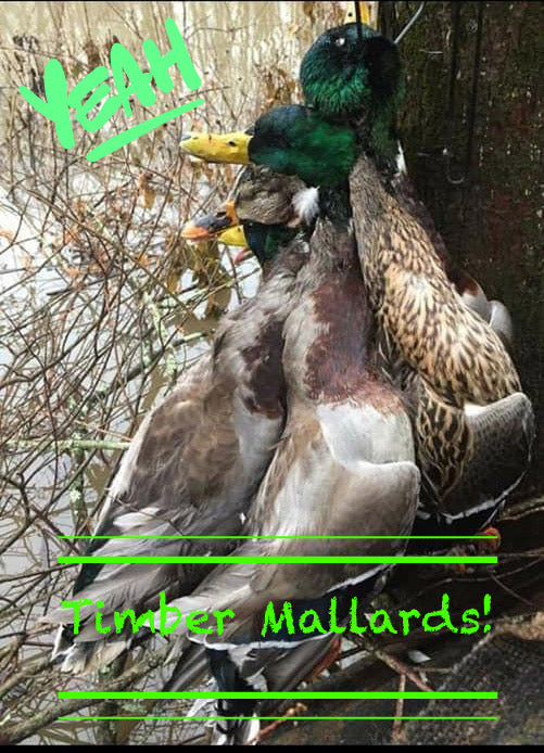Reelfoot lake TN area duck hunts .