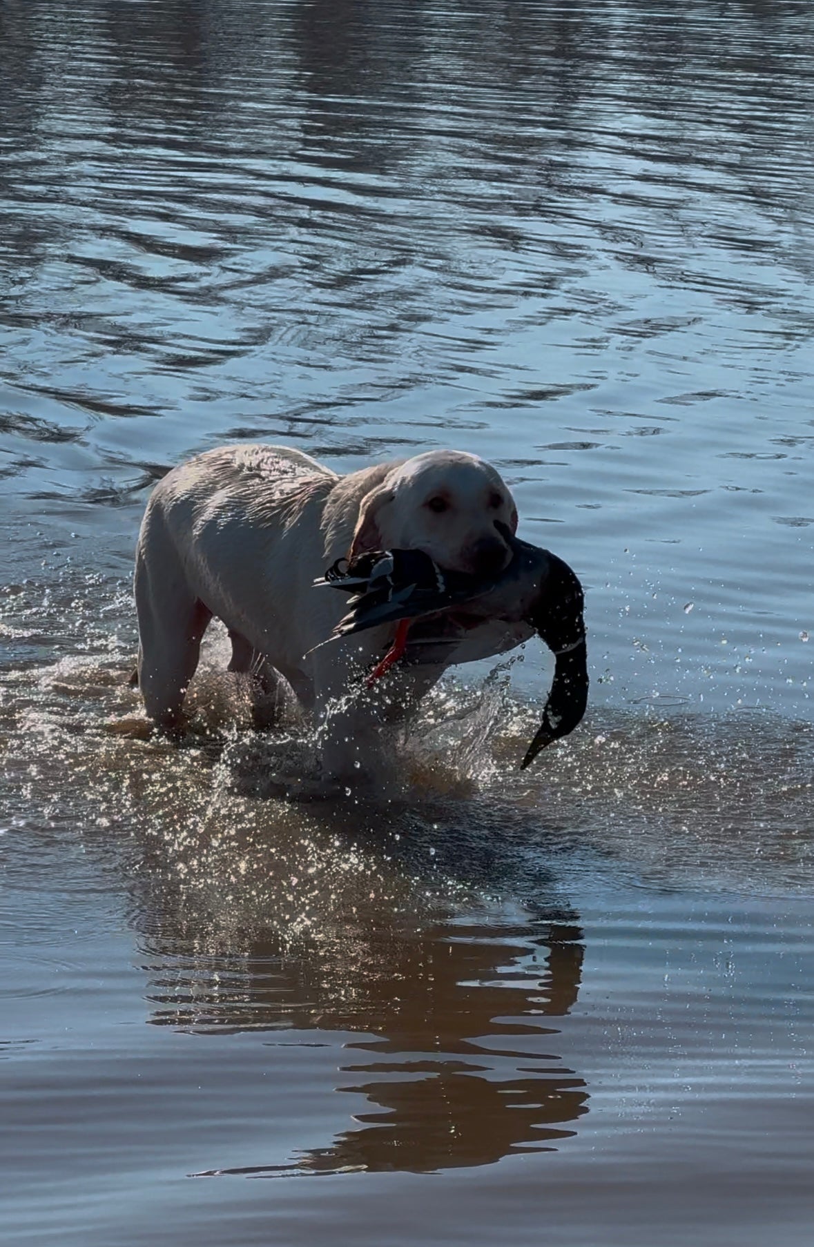 Reelfoot lake TN area duck hunts .