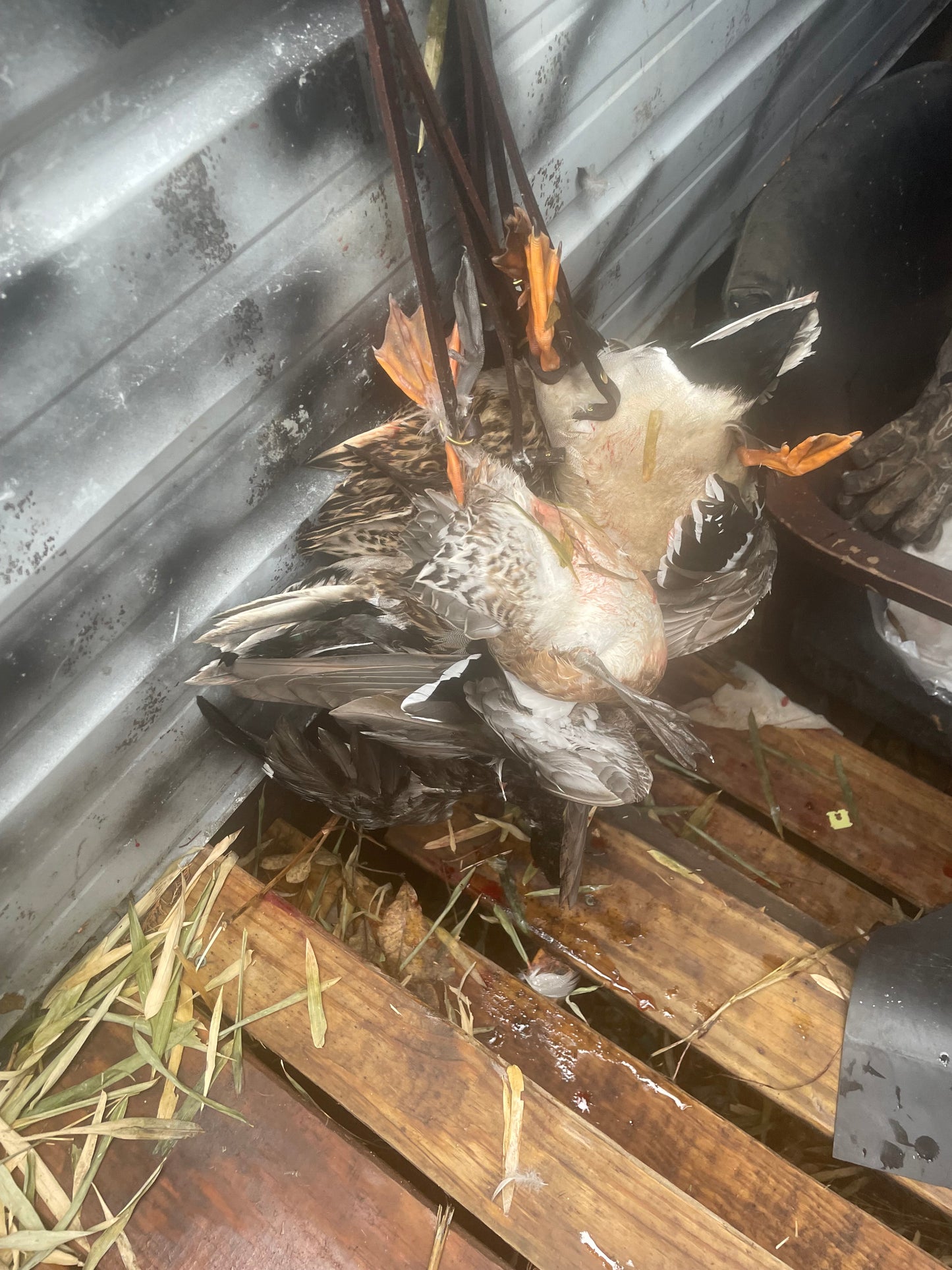 Reelfoot lake TN area duck hunts .